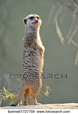 "Meerkat (Suricata suricatta), attentive" View Large Photo Image Stock Photo - "Meerkat (Suricata suricatta), attentive". Fotosearch