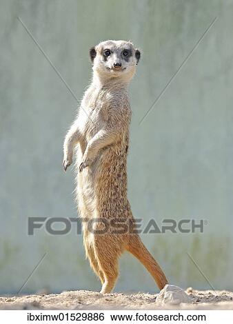 Meerkat (Suricata suricatta) View Large Photo Image Stock Photograph - Meerkat (Suricata suricatta). Fotosearch