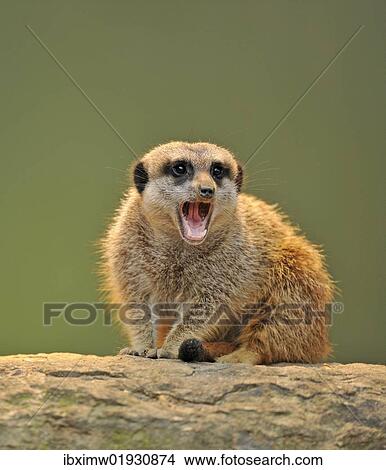 Meerkat (Suricata suricatta) with its mouth open View Large Photo Image Picture - Meerkat (Suricata suricatta) with its mouth open. Fotosearch