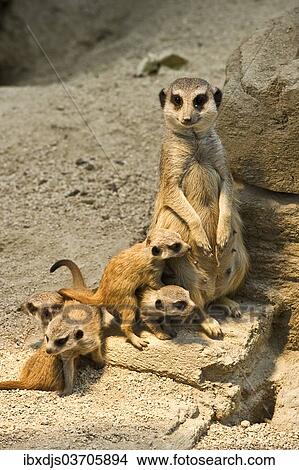 Picture - "Meerkat (Suricata suricatta) with pups, captive". Fotosearch
