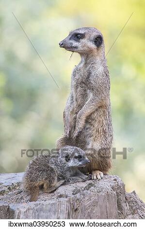 "Meerkat (Suricata suricatta) with young, captive, North Hesse, Hesse, Germany, Europe" View Large Photo Image Stock Image - "Meerkat (Suricata suricatta) with young, captive, North Hesse, Hesse, Germany, Europe". Fotosearch