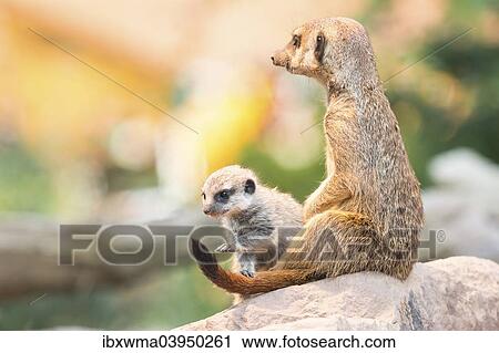 "Meerkat (Suricata suricatta) with young, captive, North Hesse, Hesse, Germany, Europe" View Large Photo Image Stock Image - "Meerkat (Suricata suricatta) with young, captive, North Hesse, Hesse, Germany, Europe". Fotosearch