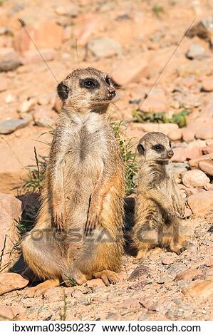 "Meerkat (Suricata suricatta) with young, captive, North Hesse, Hesse, Germany, Europe" View Large Photo Image Stock Photo - "Meerkat (Suricata suricatta) with young, captive, North Hesse, Hesse, Germany, Europe". Fotosearch
