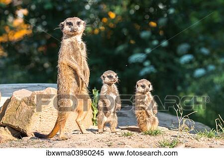 "Meerkat (Suricata suricatta) with two young, captive, North Hesse, Hesse, Germany, Europe" View Large Photo Image Stock Photography - "Meerkat (Suricata suricatta) with two young, captive, North Hesse, Hesse, Germany, Europe". Fotosearch