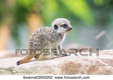 "Meerkat (Suricata suricatta), young, captive, North Hesse, Hesse, Germany, Europe" View Large Photo Image Stock Image - "Meerkat (Suricata suricatta), young, captive, North Hesse, Hesse, Germany, Europe". Fotosearch