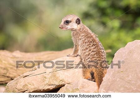 "Meerkat (Suricata suricatta), young, captive" View Large Photo Image Stock Photo - "Meerkat (Suricata suricatta), young, captive". Fotosearch