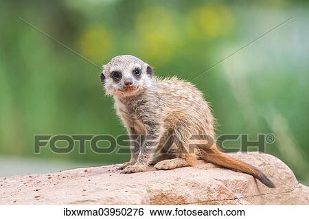 "Meerkat (Suricata suricatta), young, captive, North Hesse, Hesse, Germany, Europe" View Large Photo Image Stock Photograph - "Meerkat (Suricata suricatta), young, captive, North Hesse, Hesse, Germany, Europe". Fotosearch