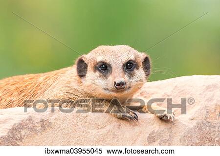 "Meerkat (Suricata suricatta), young, captive" View Large Photo Image Stock Photography - "Meerkat (Suricata suricatta), young, captive". Fotosearch
