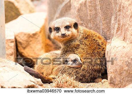 Stock Image - "Meerkats (Suricata suricatta), adult with young, zoo, captive, North Hesse, Hesse, Germany, Europe". Fotosearch