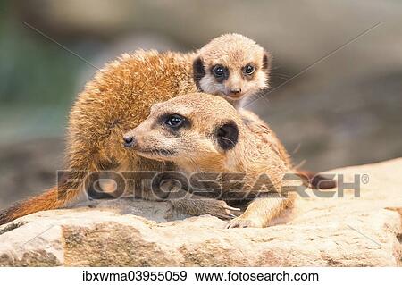 "Meerkats (Suricata suricatta), adult with young, captive" View Large Photo Image Stock Photo - "Meerkats (Suricata suricatta), adult with young, captive". Fotosearch
