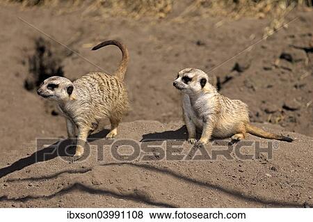 "Meerkats (Suricata suricatta), alert pair, Little Karoo, Western Cape, South Africa, Africa" View Large Photo Image Stock Photo - "Meerkats (Suricata suricatta), alert pair, Little Karoo, Western Cape, South Africa, Africa". Fotosearch