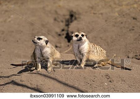"Meerkats (Suricata suricatta) alert pair, Little Karoo, Western Cape, South Africa, Africa" View Large Photo Image Stock Photo - "Meerkats (Suricata suricatta) alert pair, Little Karoo, Western Cape, South Africa, Africa". Fotosearch