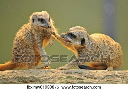 Meerkats (Suricata suricatta) arguing View Large Photo Image Stock Photography - Meerkats (Suricata suricatta) arguing. Fotosearch