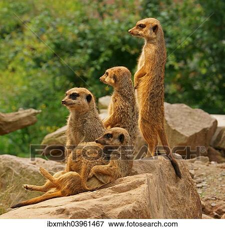 "Meerkats (Suricata suricatta), captive" View Large Photo Image Stock Photo - "Meerkats (Suricata suricatta), captive". Fotosearch