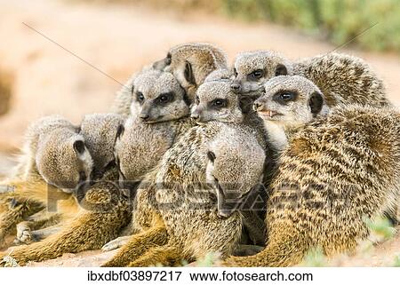"Meerkats (Suricata suricatta), colony in the Karoo, semi-desert, Little Karoo, Western Cape, South Africa, Africa" View Large Photo Image Stock Photo - "Meerkats (Suricata suricatta), colony in the Karoo, semi-desert, Little Karoo, Western Cape, South Africa, Africa". Fotosearch