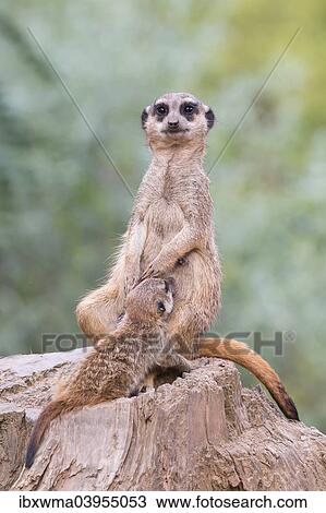 "Meerkats (Suricata suricatta), female suckling young, captive" View Large Photo Image Stock Image - "Meerkats (Suricata suricatta), female suckling young, captive". Fotosearch