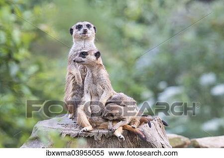 Stock Photography - "Meerkats (Suricata suricatta), females suckling young animals, one Meerkat on guard, captive". Fotosearch