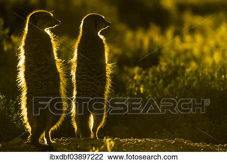 "Meerkats (Suricata suricatta), in the morning light, Karoo, semi-desert, Little Karoo, Western Cape, South Africa, Africa" View Large Photo Image Stock Image - "Meerkats (Suricata suricatta), in the morning light, Karoo, semi-desert, Little Karoo, Western Cape, South Africa, Africa". Fotosearch