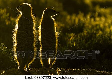 "Meerkats (Suricata suricatta), in the morning light, Karoo, semi-desert, Little Karoo, Western Cape, South Africa, Africa" View Large Photo Image Stock Image - "Meerkats (Suricata suricatta), in the morning light, Karoo, semi-desert, Little Karoo, Western Cape, South Africa, Africa". Fotosearch