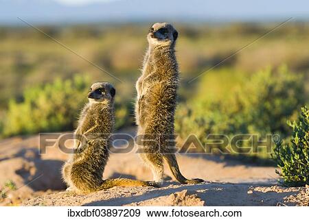 Stock Photo - "Meerkats (Suricata suricatta) in the morning light, Karoo semi-desert, Little Karoo, Western Cape, South Africa, Africa". Fotosearch