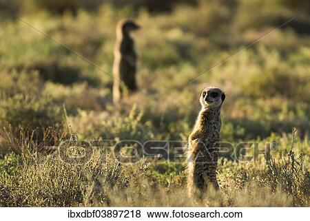 Stock Photo - "Meerkats (Suricata suricatta) in the morning light, Karoo semi-desert, Little Karoo, Western Cape, South Africa, Africa". Fotosearch