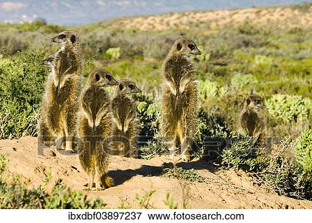 "Meerkats (Suricata suricatta) in the morning light, Karoo semi-desert, Little Karoo, Western Cape, South Africa, Africa" View Large Photo Image Stock Photo - "Meerkats (Suricata suricatta) in the morning light, Karoo semi-desert, Little Karoo, Western Cape, South Africa, Africa". Fotosearch