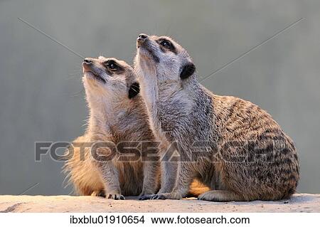 Picture - Meerkats (Suricata suricatta) looking up. Fotosearch