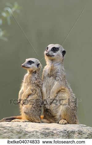 "Meerkats (Suricata suricatta), native to Africa, captive, Baden-Wurttemberg, Germany, Europe" View Large Photo Image Stock Image - "Meerkats (Suricata suricatta), native to Africa, captive, Baden-Wurttemberg, Germany, Europe". Fotosearch