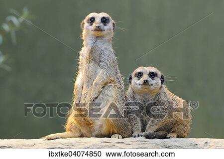 Stock Image - "Meerkats (Suricata suricatta), native to Africa, captive, Baden-Wurttemberg, Germany, Europe". Fotosearch