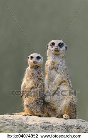 Stock Image - "Meerkats (Suricata suricatta), native to Africa, captive, Baden-Wurttemberg, Germany, Europe". Fotosearch