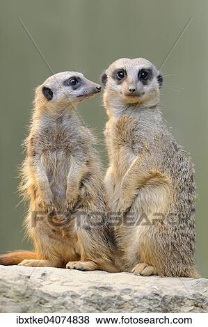 Stock Photo - "Meerkats (Suricata suricatta), native to Africa, captive, Baden-Wurttemberg, Germany, Europe". Fotosearch