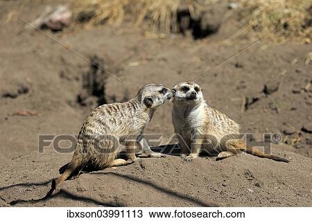 "Meerkats (Suricata suricatta), pair, social behavior, Little Karoo, Western Cape, South Africa, Africa" View Large Photo Image Stock Image - "Meerkats (Suricata suricatta), pair, social behavior, Little Karoo, Western Cape, South Africa, Africa". Fotosearch
