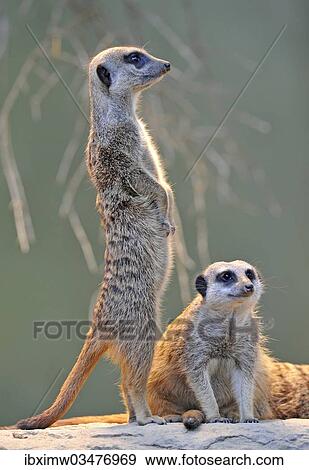 "Meerkats (Suricata suricatta), pup and an adult, captive, native to Africa, Stuttgart, Baden-Wurttemberg, Germany, Europe" View Large Photo Image Stock Photo - "Meerkats (Suricata suricatta), pup and an adult, captive, native to Africa, Stuttgart, Baden-Wurttemberg, Germany, Europe". Fotosearch