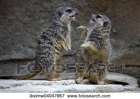 Stock Photo - "Meerkats (Suricata suricatta), pups fighting, native to Africa, captive". Fotosearch