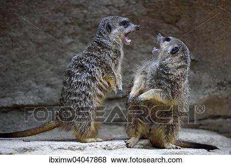 "Meerkats (Suricata suricatta), pups fighting, native to Africa, captive" View Large Photo Image Stock Photo - "Meerkats (Suricata suricatta), pups fighting, native to Africa, captive". Fotosearch