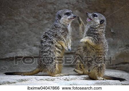 "Meerkats (Suricata suricatta), pups fighting, native to Africa, captive" View Large Photo Image Stock Photograph - "Meerkats (Suricata suricatta), pups fighting, native to Africa, captive". Fotosearch