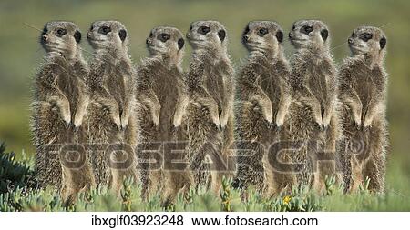 "Meerkats (Suricata suricatta) standing in a row, Little Karoo, Western Cape Province, South Africa, Africa" View Large Photo Image Stock Photo - "Meerkats (Suricata suricatta) standing in a row, Little Karoo, Western Cape Province, South Africa, Africa". Fotosearch