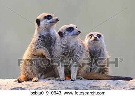 Meerkats (Suricata suricatta) View Large Photo Image Stock Image - Meerkats (Suricata suricatta). Fotosearch