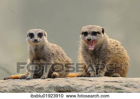 Meerkats (Suricata suricatta) View Large Photo Image Stock Image - Meerkats (Suricata suricatta). Fotosearch