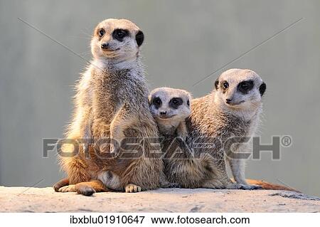 Meerkats (Suricata suricatta) View Large Photo Image Stock Photo - Meerkats (Suricata suricatta). Fotosearch