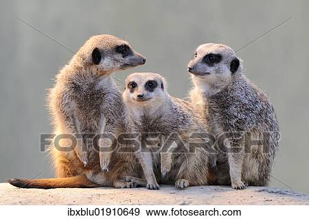 Meerkats (Suricata suricatta) View Large Photo Image Stock Photo - Meerkats (Suricata suricatta). Fotosearch