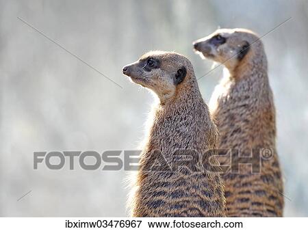 "Meerkats (Suricata suricatta), captive, native to Africa, Stuttgart, Baden-Wurttemberg, Germany, Europe" View Large Photo Image Stock Photo - "Meerkats (Suricata suricatta), captive, native to Africa, Stuttgart, Baden-Wurttemberg, Germany, Europe". Fotosearch