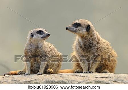 Stock Photograph - Meerkats (Suricata suricatta). Fotosearch