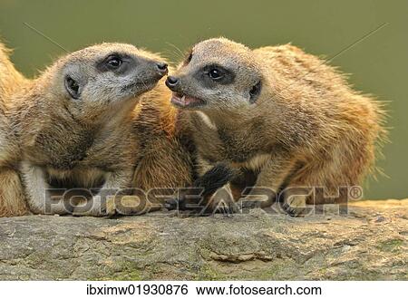 Meerkats (Suricata suricatta) View Large Photo Image Stock Photograph - Meerkats (Suricata suricatta). Fotosearch