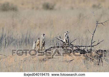 "Meerkats (Suricata suricatta), standing at the entrance of the burrow, attentive, Kgalagadi Transfrontier Park, Northern Cape, South Africa, Africa" View Large Photo Image Stock Photography - "Meerkats (Suricata suricatta), standing at the entrance of the burrow, attentive, Kgalagadi Transfrontier Park, Northern Cape, South Africa, Africa". Fotosearch