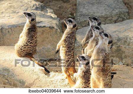 "Meerkats (Suricata suricatta), with young, native to Africa, captive" View Large Photo Image Picture - "Meerkats (Suricata suricatta), with young, native to Africa, captive". Fotosearch