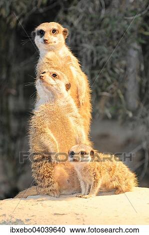 "Meerkats (Suricata suricatta), with young, native to Africa, captive" View Large Photo Image Stock Image - "Meerkats (Suricata suricatta), with young, native to Africa, captive". Fotosearch