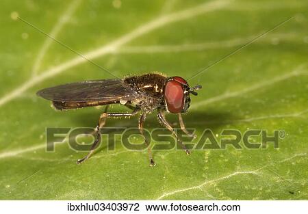 "Melanostoma mellinum hoverfly, Untergroningen, Abtsgmuend, Baden-Wurttemberg, Germany, Europe" View Large Photo Image Stock Image - "Melanostoma mellinum hoverfly, Untergroningen, Abtsgmuend, Baden-Wurttemberg, Germany, Europe". Fotosearch