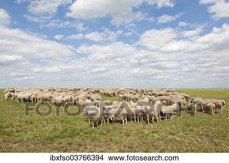 "Merino Sheep (Ovis sp. ), herd on a pasture, Craula, Thuringia, Germany, Europe" View Large Photo Image Picture - "Merino Sheep (Ovis sp. ), herd on a pasture, Craula, Thuringia, Germany, Europe". Fotosearch