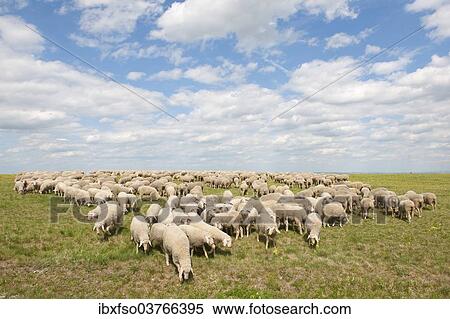"Merino Sheep (Ovis sp. ), herd on a pasture, Craula, Thuringia, Germany, Europe" View Large Photo Image Stock Photography - "Merino Sheep (Ovis sp. ), herd on a pasture, Craula, Thuringia, Germany, Europe". Fotosearch